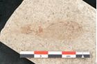 Foto (Detailansicht) von Quercus palaeoilex Ettingshausen (NHMW-GEO-2024-0188-8099)